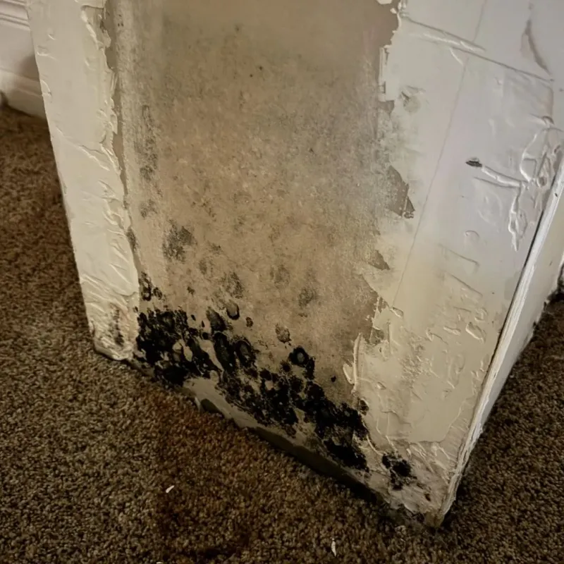 Professional Mold Removal in Park County, CO